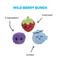 Show in main carousel: BARK Wild Berry Bunch 3-in-1 Plush Dog Toy slide 2 of 8