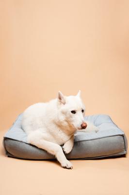 Show full view: BarksBar Comfy Classic Orthopedic Bolster Dog & Cat Bed with Removable Cover, Blue/Gray, Medium slide 3 of 8