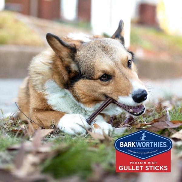 Barkworthies Beef Gullet Sticks 6" Dog Treat