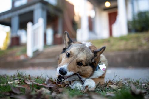 Show full view: Barkworthies Beef Gullet Sticks Dog Chews, 1.5-lb bag slide 6 of 7