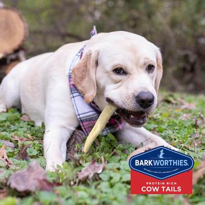 Show full view: Barkworthies Cow Tails Dog Treats, 6-oz bag slide 5 of 10