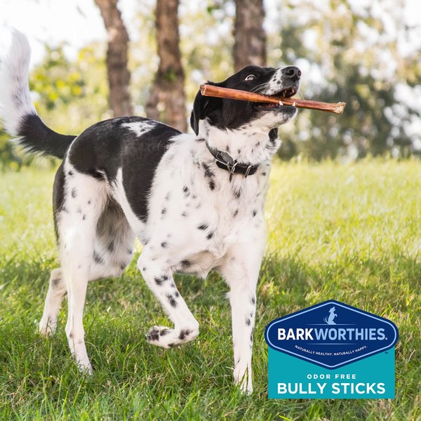 Barkworthies Odor-Free Standard 12" Bully Sticks Dog Chew