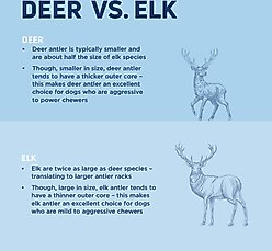 Barkworthies Whole Elk Antler Dog Chew, Large slide 2 of 6