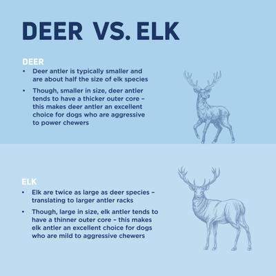 Show full view: Barkworthies Whole Elk Antler Dog Chew, Large slide 3 of 8