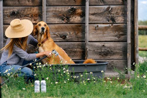 Show full view: Barn Dog Dog Shampoo, 16-fl oz bottle slide 5 of 9