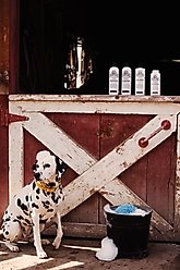 Barn Dog Skin Lotion Dog Skin Irritation Treatment Lotion, 16-fl oz bottle slide 2 of 9