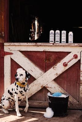 Show full view: Barn Dog Skin Lotion Dog Skin Irritation Treatment Lotion, 16-fl oz bottle slide 6 of 10