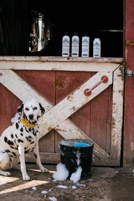 Show full view: Barn Dog Skin Lotion Dog Skin Irritation Treatment Lotion, 16-fl oz bottle slide 5 of 10