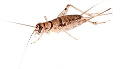Bassett's Cricket Ranch Banded Crickets Live Reptile Food, Large: 1-in, 250 count