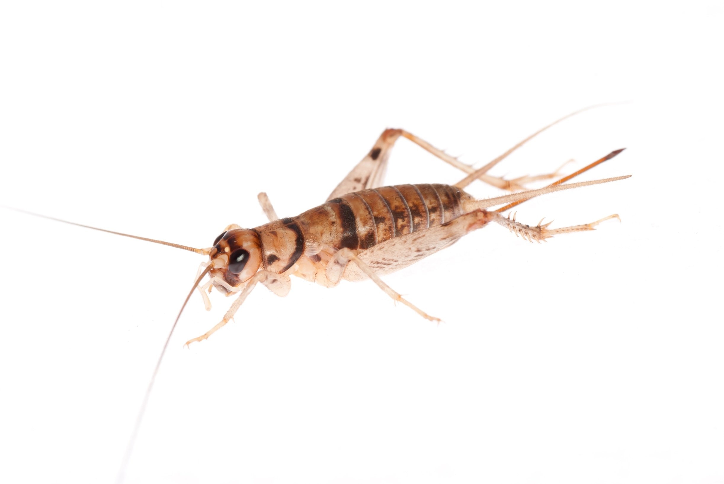 Bassett's Cricket Ranch 1000 Live Acheta Crickets