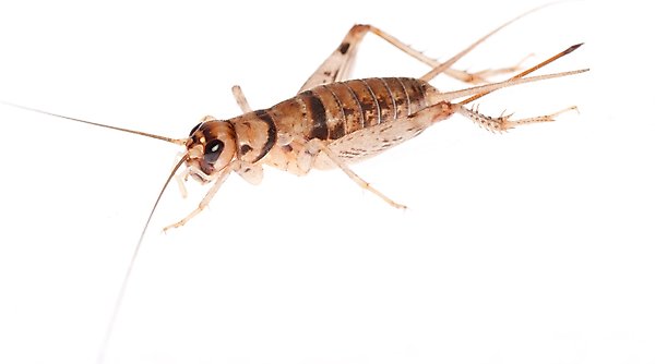 Show full view: Bassett's Cricket Ranch Banded Crickets Live Reptile Food, Small: 1/4-in, 250 count slide 1 of 4