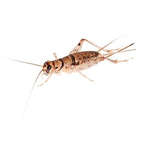 Bassett's Cricket Ranch Banded Crickets Live Reptile Food, Small: 1/4-in, 250 count