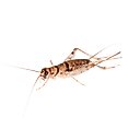 Bassett's Cricket Ranch Banded Crickets Live Reptile Food, Small: 1/4-in, 250 count