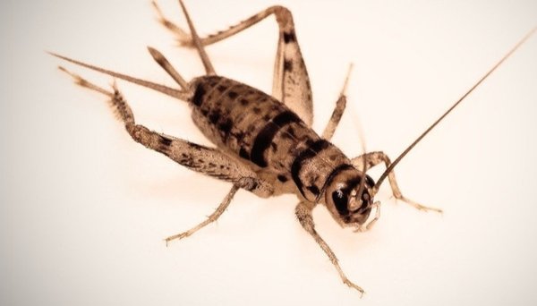 500 Small (1/4 Inch) Live Crickets - Premium Reptile & Amphibian Food From Bassett's 6 thumbnail image
