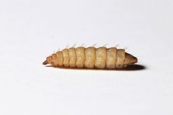 Bassett's Cricket Ranch Black Soldier Fly Larvae Live Reptile Food, 1,000 count