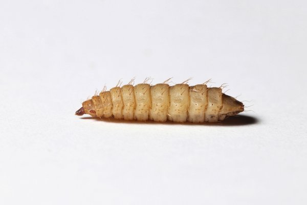 Bassett's Cricket Ranch Black Soldier Fly Larvae Live Reptile Food
