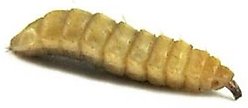 Bassett's Cricket Ranch Black Soldier Fly Larvae Live Reptile Food, 1,000 count slide 2 of 3