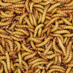 Bassett's Cricket Ranch Giant Mealworms Live Reptile Food, Large: 1 1/2-in, 50 count