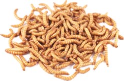 Bassett's Cricket Ranch Mealworms Live Reptile Food, Large: 3/4-in, 1,000 count