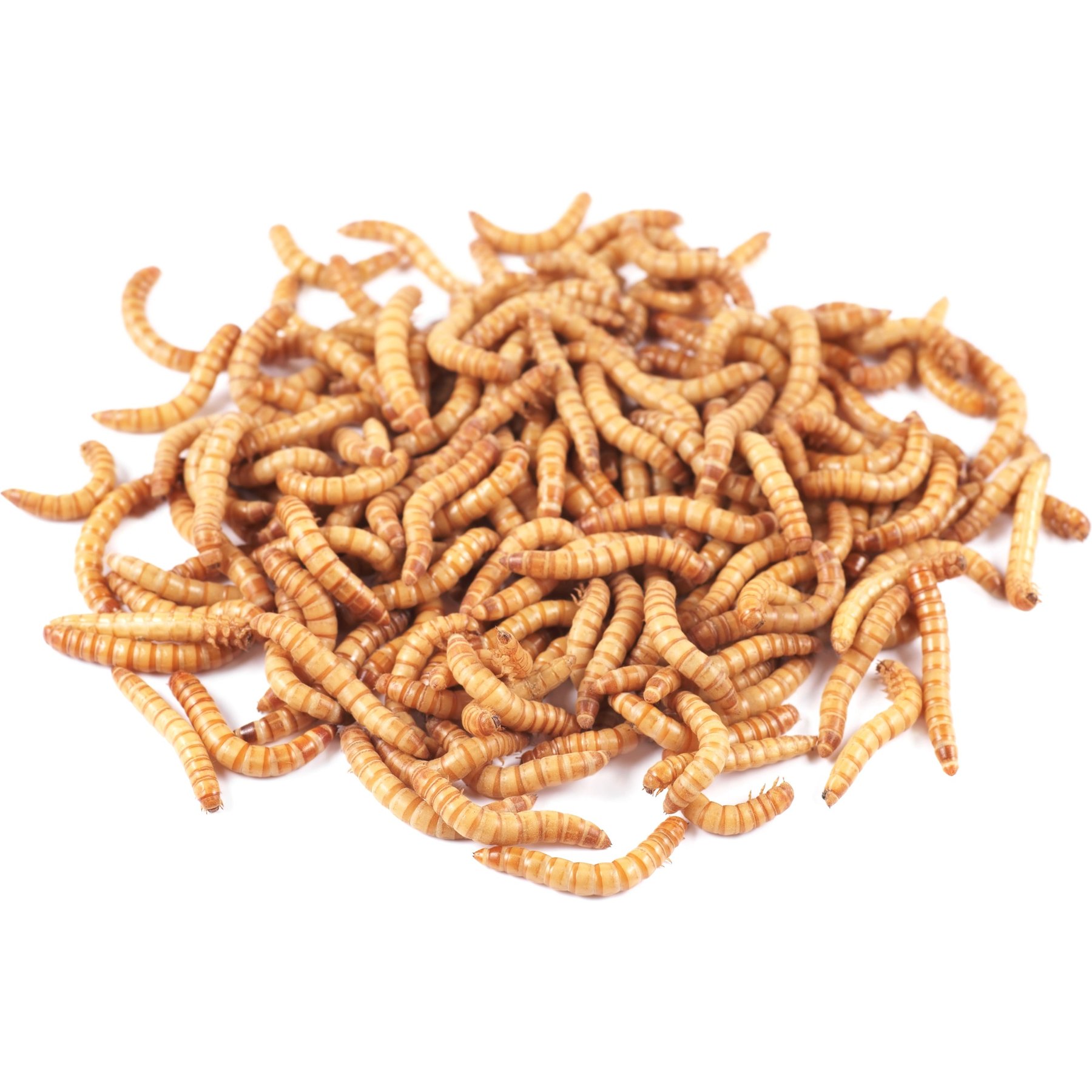 Bassett's Cricket Ranch Mealworms Live Reptile Food, Large: 3/4-in