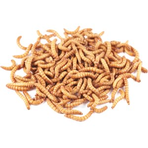 Bassett's Cricket Ranch Mealworms Live Reptile Food, Large: 3/4-in, 250 count