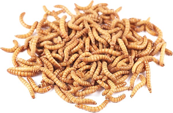 Show full view: Bassett's Cricket Ranch Mealworms Live Reptile Food, Large: 3/4-in, 500 count slide 1 of 4