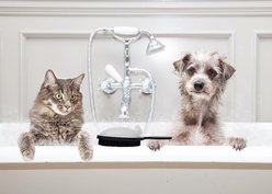 Beauty By Benjamin The Benjamin Brush Cat, Dog & Horse Long Hair Product Pump & Brush slide 2 of 3