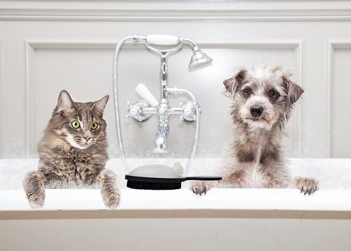 Show full view: Beauty By Benjamin The Benjamin Brush Cat, Dog & Horse Long Hair Product Pump & Brush slide 2 of 3