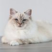 Show in main carousel: Beco Pets Cat Litter Scoop, Blue slide 6 of 7