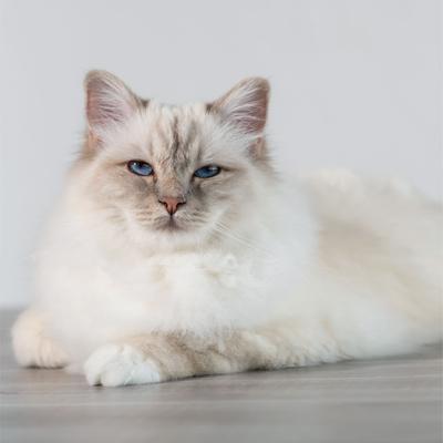 Show full view: Beco Pets Cat Litter Scoop, Natural slide 7 of 8