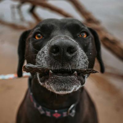 Show full view: Beg & Barker Beef Liver Strips Dog Jerky Treats, 10-oz bag slide 5 of 10