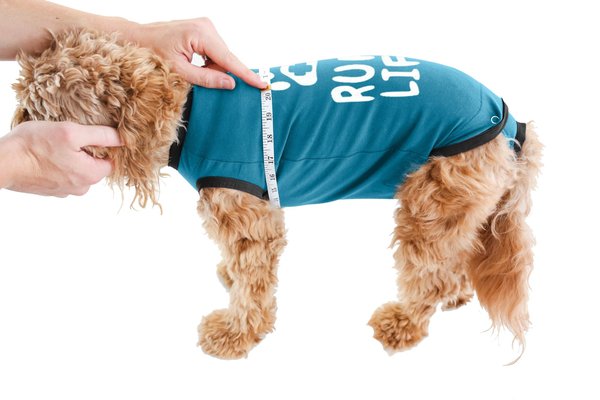 Show full view: BellyGuard Recovery Suit Post-Surgery Dog Onesie, Blue, Small slide 6 of 9