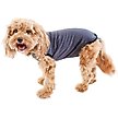 Show in main carousel: BellyGuard Recovery Suit Post-Surgery Dog Onesie, Grey, Medium slide 1 of 9
