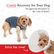 Show in main carousel: BellyGuard Recovery Suit Post-Surgery Dog Onesie, Grey, Medium slide 2 of 9