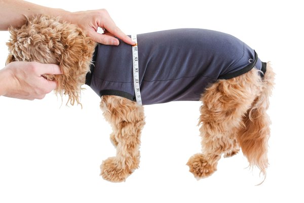 Show full view: BellyGuard Recovery Suit Post-Surgery Dog Onesie, Grey, Medium slide 6 of 9