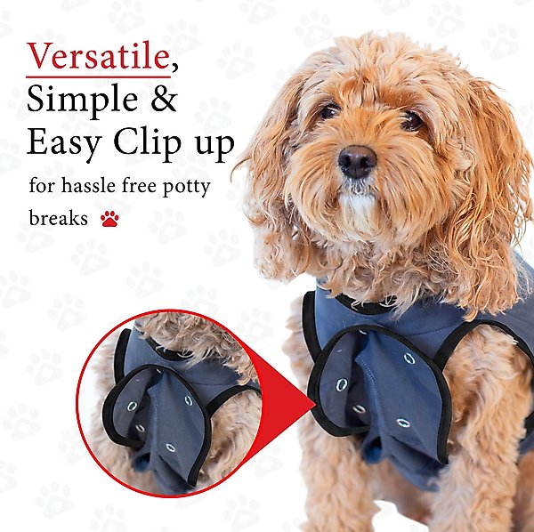 BellyGuard Onesie Dog Recovery Apparel, Grey