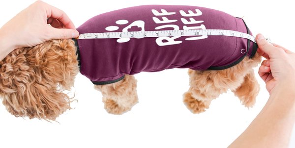 Show full view: BellyGuard Recovery Suit Post-Surgery Dog Onesie, Maroon, Medium slide 5 of 9