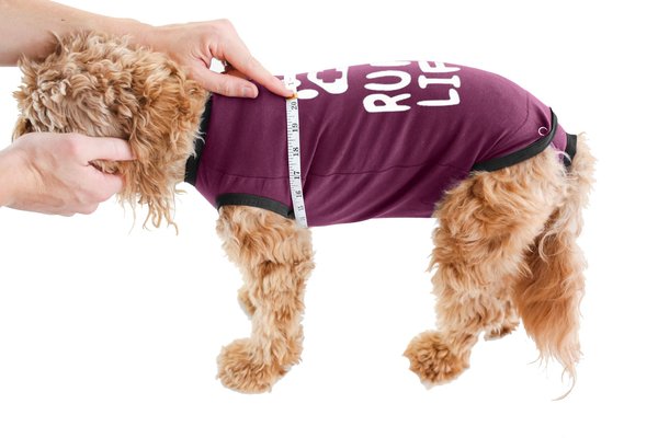 Show full view: BellyGuard Recovery Suit Post-Surgery Dog Onesie, Maroon, Medium slide 6 of 9