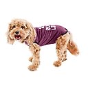 BellyGuard Recovery Suit Post-Surgery Dog Onesie, Maroon, X-Large