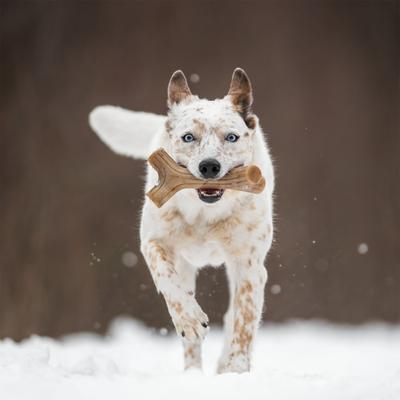 Show full view: Benebone 2-Pack Maplestick Zaggler Dog Chew Toy, Large slide 4 of 11