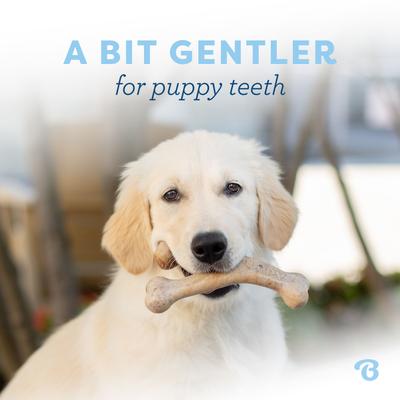 Show full view: Benebone 2-Pack Rubber Bone/Wishbone Bacon Puppy Chew Toy slide 7 of 9