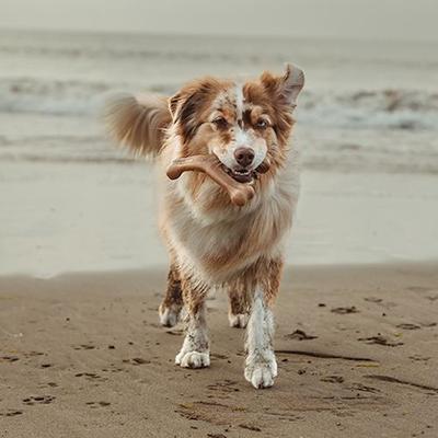 Show full view: Benebone 2-Pack Wishbone Dental Chew Dog Toy, Medium slide 6 of 10