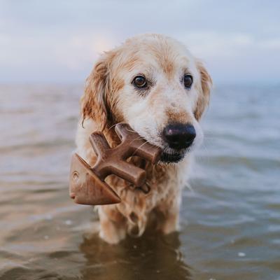 Show full view: Benebone 2-Pack Wishbone Fishbone Dog Chew Toy, Medium slide 3 of 10