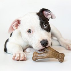Benebone Bacon Flavor Tough Puppy Chew Toy, 2 count slide 2 of 6