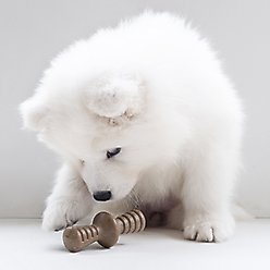 Benebone Bacon Flavor Tough Puppy Chew Toy, 2 count slide 2 of 6