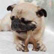 Benebone Bacon Flavor Wishbone Tough Dog Chew Toy