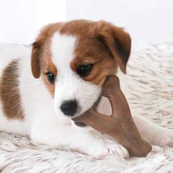 Benebone Bacon Flavor Wishbone Tough Puppy Chew Toy slide 2 of 6