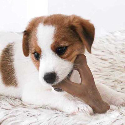 Show full view: Benebone Bacon Flavor Wishbone Tough Puppy Chew Toy slide 3 of 10
