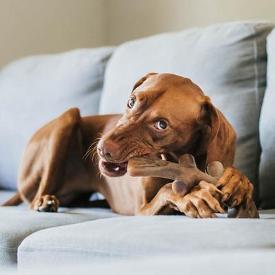 Show full view: Benebone Fishbone Dog Chew Toy, Brown, Giant slide 5 of 8