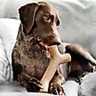 Show in main carousel: Benebone Maplestick Tough Dog Chew Toy, Large slide 2 of 10